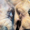 The Watcher • Squishy, Stretchy & Skin Soft… for some reason